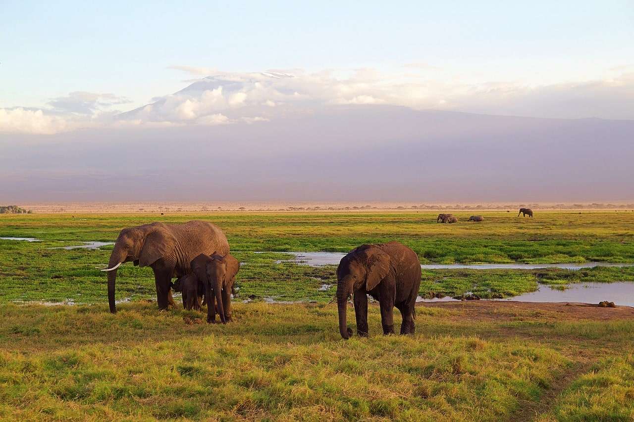 tanzania czy kenia